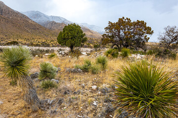 Snow on the Peaks in Guadalupe Mountain National Park