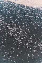 桜, 春、目黒川