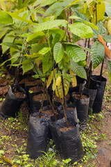 cocoa tree seedlings, prepared for planting in an ecological plantation