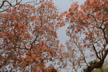 colorful leaves with background sky