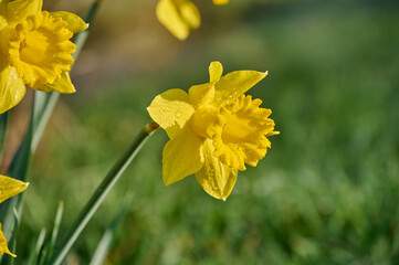 Obraz premium Close up of yellow daffodil with drops of morning dew