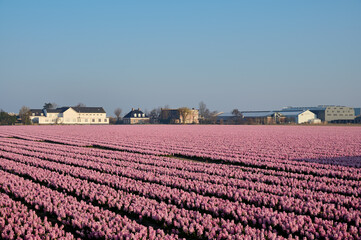 pink hyacinth field with buildings in the background and blue sky