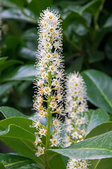 Kirschlorbeer (Lorbeerkirsche, Prunus laurocerasus), blühend