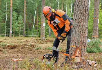 Lumberjack in protective gear chopping wood in the forest with a chainsaw.