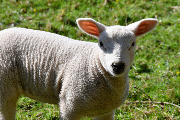 Obraz premium Lamb backlit in a field looking at camera. No people.