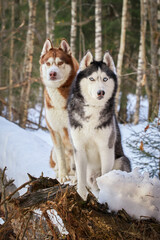 Portrait cute husky dogs sitting on the trunk tree in winter sunny forest.