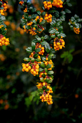 Berberis or barberry bush with orange flowers
