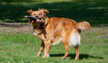 Obraz na płótnie Canvas Young Golden Retriever Dog Playing in Sunshine