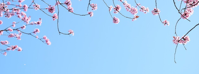 Rosa Blüten der japanischen Zierkirsche vor blauen Himmel mit Textfreiraum als Banner, Textur und Hintergrund Website	