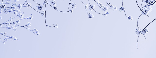 Zarte Blüten eines Kirschbaumes isoliert und freigestellt mit Textfreiraum in lila und violett -...