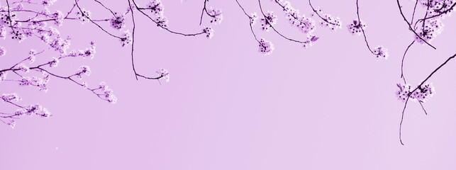 Zarte Blüten eines Kirschbaumes isoliert und freigestellt mit Textfreiraum in pink- Hintergrund...