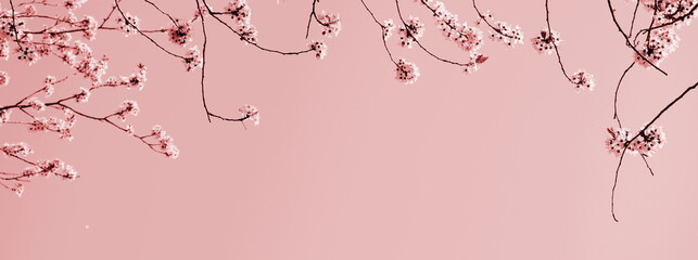 Rosa Blüten der japanischen Zierkirsche im Freien mit Textfreiraum als Banner, Textur und Hintergrund Website	