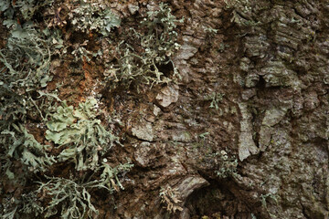 close up tree bark texture