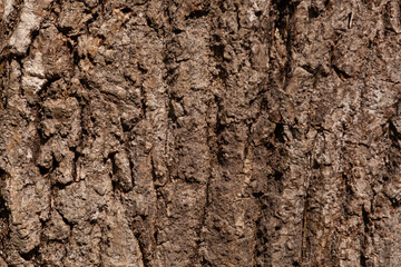 close up tree bark texture