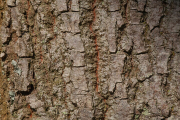 close up tree bark texture