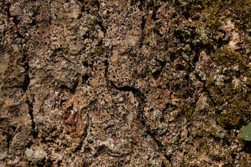 close up tree bark texture
