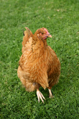 Fototapeta premium One free range brown hen in grass on chicken farm