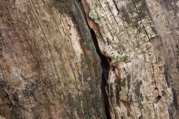 close up tree bark texture