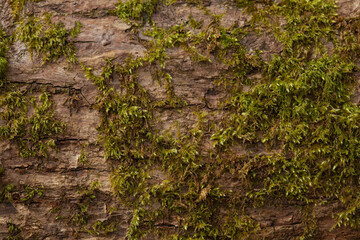 close up tree bark texture