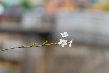 桜、春、目黒川