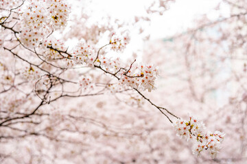 桜、春、目黒川