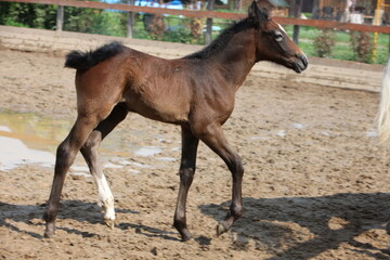 A brown foal stands on a farm on a sunny day.