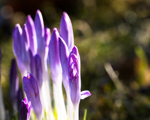 a purple elf crocus in the meadow in spring