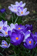 First spring flowers close up. Purple crocuses