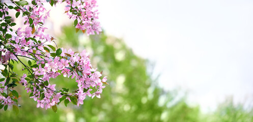 Pink plum flowers in sunny spring garden, natural blurred green background. spring season. banner. copy space