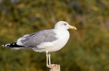 Pontic seagull (Larus cachinnans) in the wild
