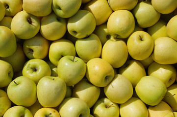 background of ripe apples grown with organic techniques without chemicals
