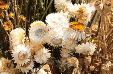 floral arrangement of dried dried flowers for sale in the artisan stall