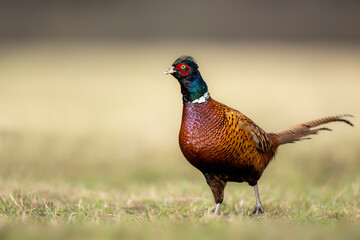Ringneck Pheasant (Phasianus colchicus) male close up
