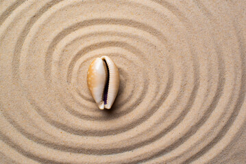 Fototapeta na wymiar a seashell lies on the sand with zen circles
