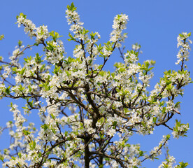 many white flowers of the apple tree blossomed in spring with the sky in the background
