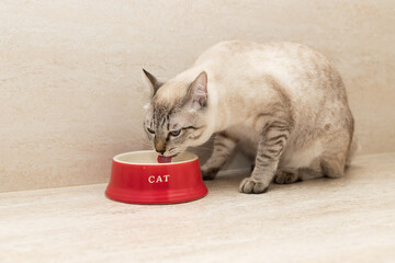 young cat drinks water from red bowl at home. Pet care