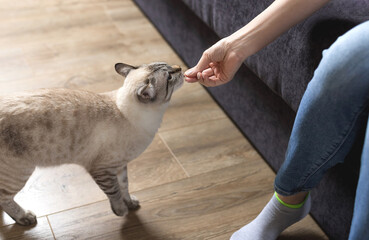 Owner gives his cat treat in living room at home. training the cat. selective focus