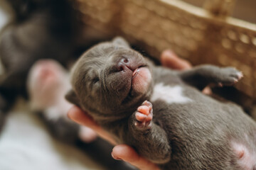 Raising American Bully Puppies. Sleeping in a wicker basket are several cute and small blue bully puppies.