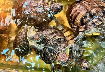 christmas decoration