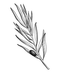 Olive branche, hand-drawn engraving illustration isolated on white. Leaves and black fruits in sketch style