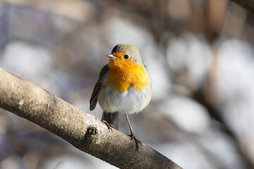Robin bird sits on a tree branch