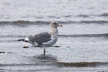 Young Slaty-backed gull walking along the shore