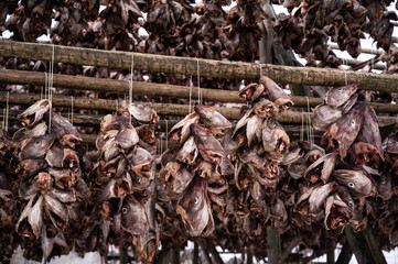 Drying fish on dryers on Lofoten islands