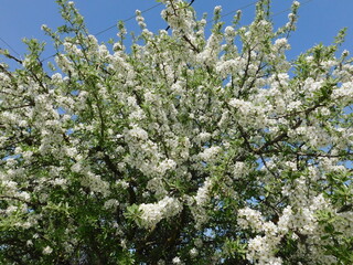 Blooming wild pear, or Pyrus spinosa, tree with white flowers