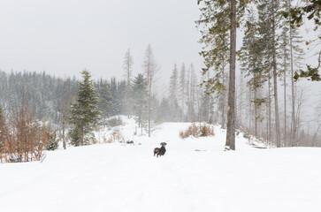 Landscape. Pine forest high in the mountains. Snowfall. Walking on a snowy road with a dachshund. Horizontal orientation.