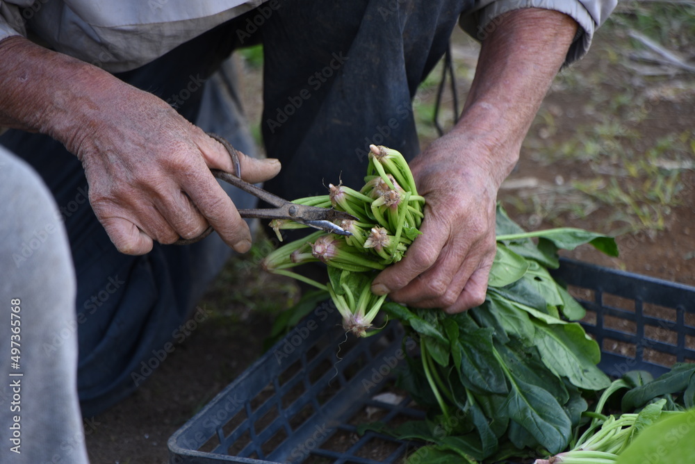 Sticker Spinach cultivation in the vegetable garden. Seeds are sown in November and exposed to the cold of winter, and delicious spinach with a strong sweetness is harvested around February.