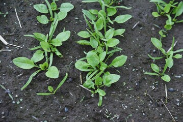 Spinach cultivation in the vegetable garden. Seeds are sown in November and exposed to the cold of winter, and delicious spinach with a strong sweetness is harvested around February.