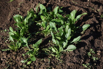 Spinach cultivation in the vegetable garden. Seeds are sown in November and exposed to the cold of winter, and delicious spinach with a strong sweetness is harvested around February.