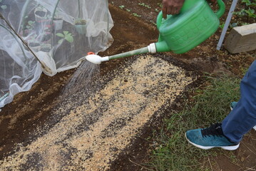 Spinach cultivation in the vegetable garden. Seeds are sown in November and exposed to the cold of winter, and delicious spinach with a strong sweetness is harvested around February.