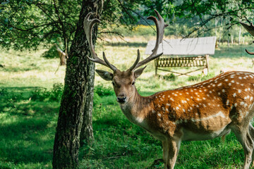 Naklejka na ściany i meble Cute spotted fallow deer standing on meadow. Cervus nippon, Japanese deer. Beautiful male sika deer. Majestic powerful adult animal with big antlers in wild nature. Reddish-brown skin with white spots